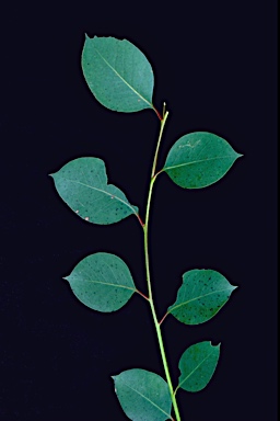 APII jpeg image of Eucalyptus paludicola  © contact APII