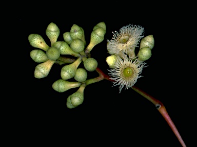 APII jpeg image of Eucalyptus fasciculosa  © contact APII