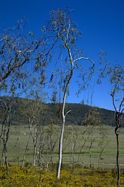 APII jpeg image of Eucalyptus lacrimans  © contact APII