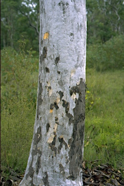 APII jpeg image of Eucalyptus pachycalyx subsp. waajensis  © contact APII