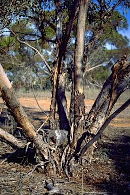 APII jpeg image of Eucalyptus cyanophylla  © contact APII