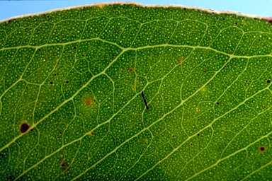 APII jpeg image of Eucalyptus tereticornis subsp. tereticornis  © contact APII