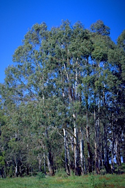 APII jpeg image of Eucalyptus smithii  © contact APII