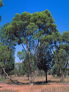 APII jpeg image of Angophora melanoxylon  © contact APII