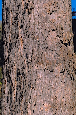 APII jpeg image of Angophora subvelutina  © contact APII