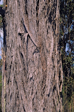 APII jpeg image of Eucalyptus macrorhyncha subsp. cannonii  © contact APII