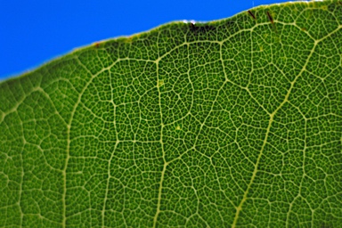 APII jpeg image of Angophora hispida  © contact APII