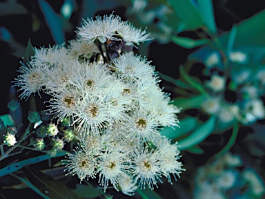 APII jpeg image of Angophora floribunda  © contact APII