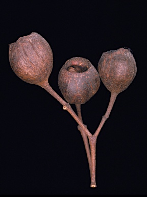 APII jpeg image of Angophora leiocarpa subsp. leiocarpa  © contact APII