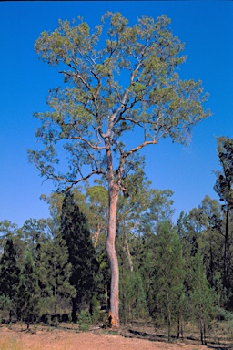 APII jpeg image of Angophora leiocarpa  © contact APII