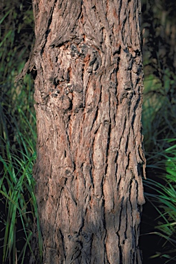 APII jpeg image of Eucalyptus robusta  © contact APII