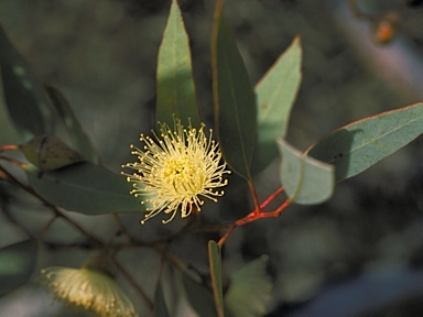 APII jpeg image of Eucalyptus annuliformis  © contact APII