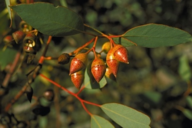 APII jpeg image of Eucalyptus annuliformis  © contact APII