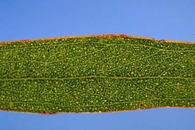 APII jpeg image of Eucalyptus arborella  © contact APII