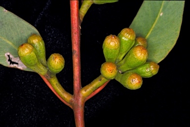 APII jpeg image of Eucalyptus argutifolia  © contact APII