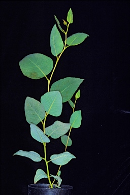 APII jpeg image of Eucalyptus astringens subsp. astringens  © contact APII