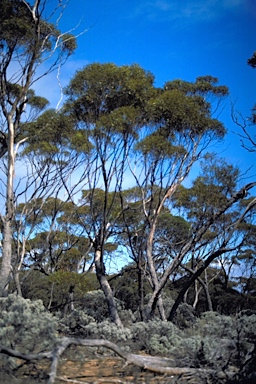 APII jpeg image of Eucalyptus balladoniensis subsp. balladoniensis  © contact APII