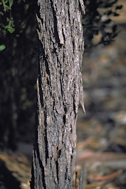 APII jpeg image of Eucalyptus balladoniensis subsp. balladoniensis  © contact APII