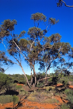 APII jpeg image of Eucalyptus balladoniensis subsp. sedens  © contact APII