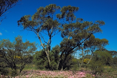 APII jpeg image of Eucalyptus brevipes  © contact APII