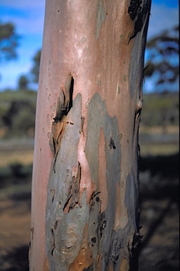 APII jpeg image of Eucalyptus brockwayi  © contact APII