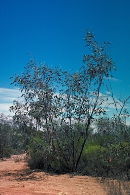 APII jpeg image of Eucalyptus caesia  © contact APII