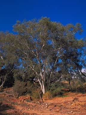 APII jpeg image of Corymbia ferriticola  © contact APII