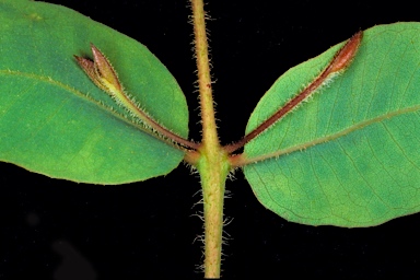 APII jpeg image of Corymbia ferriticola  © contact APII