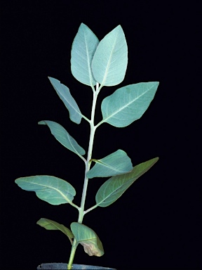 APII jpeg image of Eucalyptus canescens subsp. canescens  © contact APII