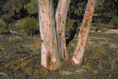 APII jpeg image of Eucalyptus capillosa subsp. capillosa  © contact APII