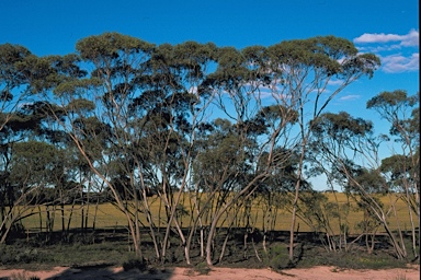 APII jpeg image of Eucalyptus capillosa subsp. polyclada  © contact APII