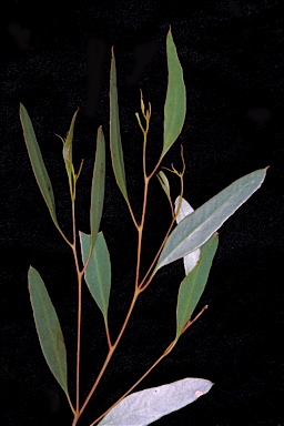 APII jpeg image of Eucalyptus captiosa  © contact APII