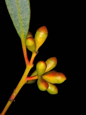 APII jpeg image of Eucalyptus celastroides subsp. virella  © contact APII