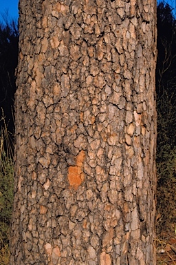 APII jpeg image of Corymbia chippendalei  © contact APII