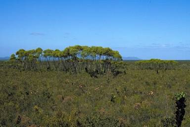 APII jpeg image of Eucalyptus communalis ?  © contact APII