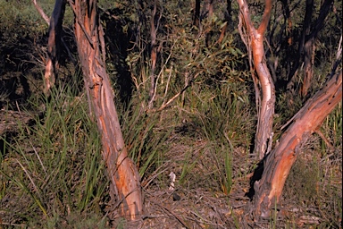 APII jpeg image of Eucalyptus communalis ?  © contact APII