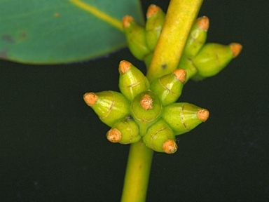 APII jpeg image of Eucalyptus conglobata subsp. conglobata  © contact APII