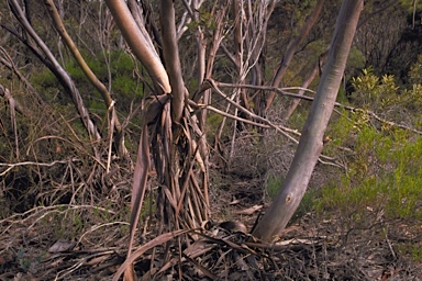 APII jpeg image of Eucalyptus conglobata subsp. perata  © contact APII