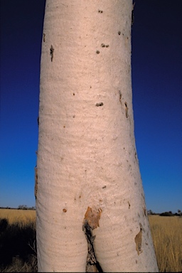 APII jpeg image of Eucalyptus victrix  © contact APII