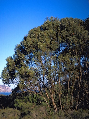 APII jpeg image of Eucalyptus cornuta  © contact APII