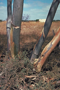 APII jpeg image of Eucalyptus cretata  © contact APII