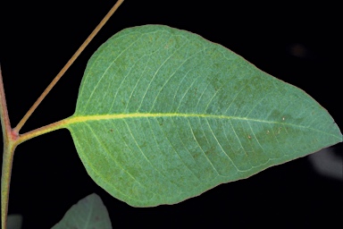 APII jpeg image of Eucalyptus crispata  © contact APII