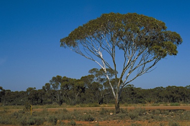 APII jpeg image of Eucalyptus corrugata  © contact APII