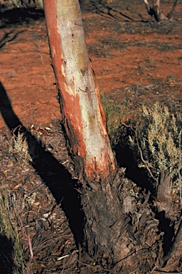 APII jpeg image of Eucalyptus corrugata  © contact APII