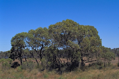 APII jpeg image of Eucalyptus decipiens  © contact APII