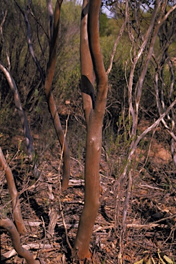 APII jpeg image of Eucalyptus depauperata  © contact APII