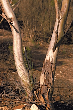 APII jpeg image of Eucalyptus dissimulata  © contact APII