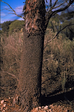 APII jpeg image of Eucalyptus dundasii  © contact APII