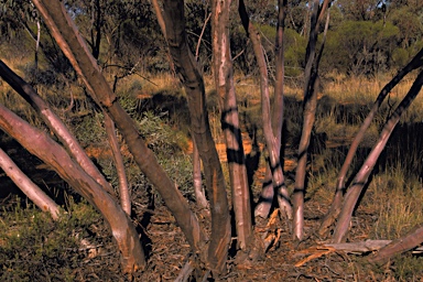 APII jpeg image of Eucalyptus ebbanoensis subsp. glauciramula  © contact APII