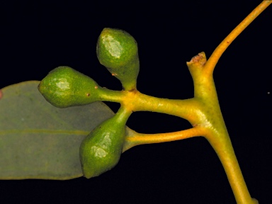 APII jpeg image of Eucalyptus ebbanoensis subsp. ebbanoensis  © contact APII